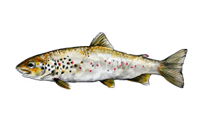 Softmouth trout, Salmo obtusirostris